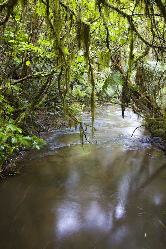 Purakaunui Creek